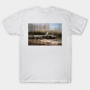 Driftwood Shark T-Shirt